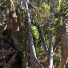 Diplodium decurvum (Summer greenhood) at Cotter River, ACT - 19 Feb 2023 by Rebeccajgee