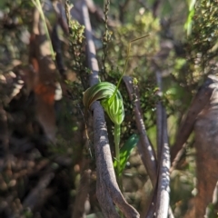 Diplodium decurvum (Summer greenhood) at Cotter River, ACT - 18 Feb 2023 by Rebeccajgee