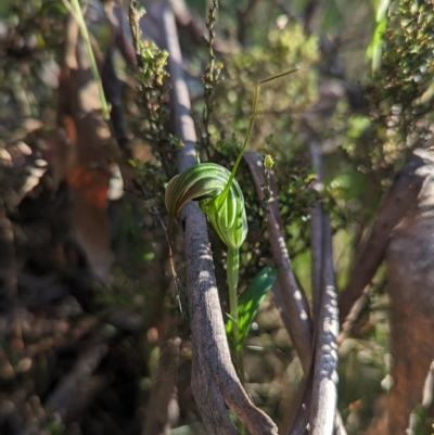 Diplodium decurvum (Summer greenhood) at Namadgi National Park - 18 Feb 2023 by Rebeccajgee