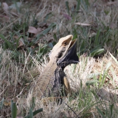 Pogona barbata (Eastern Bearded Dragon) at Stromlo, ACT - 11 Feb 2023 by JimL