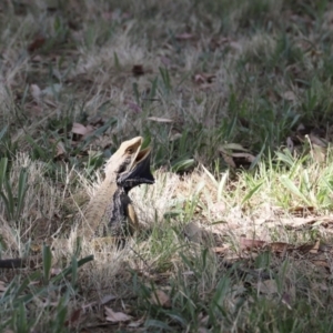 Pogona barbata at Stromlo, ACT - 12 Feb 2023