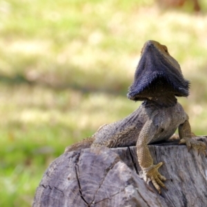 Pogona barbata at Stromlo, ACT - 12 Feb 2023