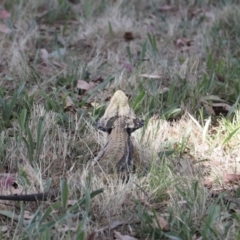 Pogona barbata at Stromlo, ACT - 12 Feb 2023