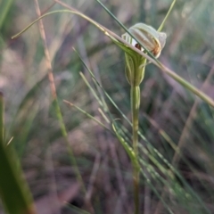 Diplodium decurvum (Summer greenhood) at Cotter River, ACT - 19 Feb 2023 by Rebeccajgee