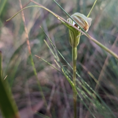 Diplodium decurvum (Summer greenhood) at Cotter River, ACT - 19 Feb 2023 by Rebeccajgee