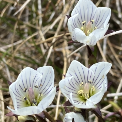 Gentianella muelleriana subsp. alpestris (Mueller's Snow-gentian) at Kosciuszko, NSW - 15 Feb 2023 by AJB