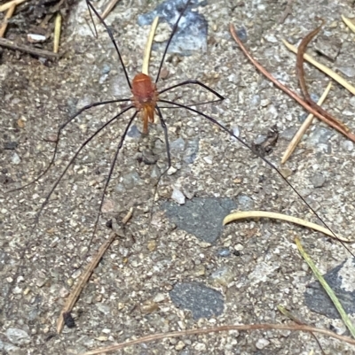 Opiliones (order) (Unidentified harvestman) at Kosciuszko National Park, NSW - 17 Feb 2023 by AJB