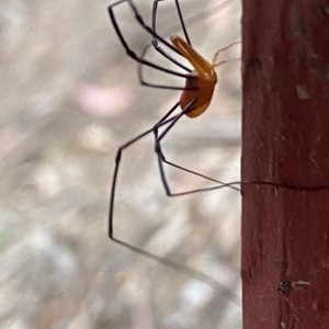 Opiliones (order) at Kosciuszko National Park, NSW - 17 Feb 2023