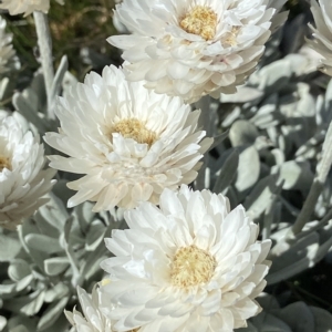 Leucochrysum alpinum at Kosciuszko, NSW - suppressed