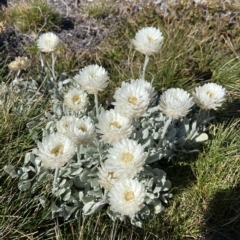 Leucochrysum alpinum at Kosciuszko, NSW - 15 Feb 2023