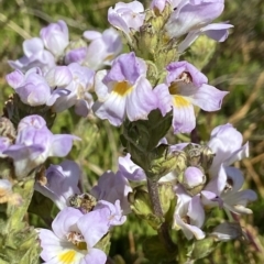 Euphrasia collina subsp. diversicolor (Variable Eyebright) at Kosciuszko National Park - 14 Feb 2023 by AJB