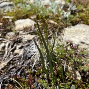 Paraprasophyllum tadgellianum at Kosciuszko, NSW - suppressed