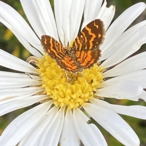 Chrysolarentia chrysocyma at Kosciuszko National Park, NSW - 14 Feb 2023