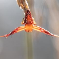 Arkys walckenaeri (Triangle spider) at Cotter River, ACT - 17 Feb 2023 by SWishart