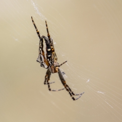 Plebs bradleyi (Enamelled spider) at Namadgi National Park - 17 Feb 2023 by SWishart