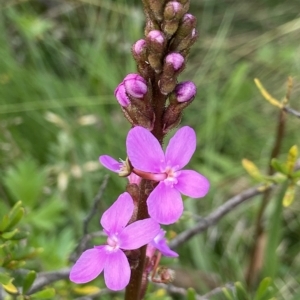 Stylidium montanum at Kosciuszko National Park, NSW - 14 Feb 2023