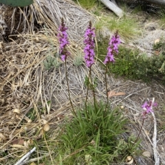 Stylidium montanum at Kosciuszko National Park, NSW - 14 Feb 2023