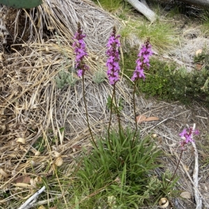 Stylidium montanum at Kosciuszko National Park, NSW - 14 Feb 2023