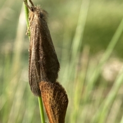 Fraus (genus) (A swift or ghost moth) at Kosciuszko National Park - 14 Feb 2023 by AJB