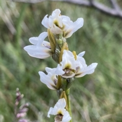 Paraprasophyllum alpestre (Mauve leek orchid) at Thredbo, NSW - 14 Feb 2023 by AJB