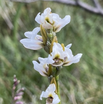 Prasophyllum alpestre (Mauve leek orchid) at Thredbo, NSW - 14 Feb 2023 by AJB