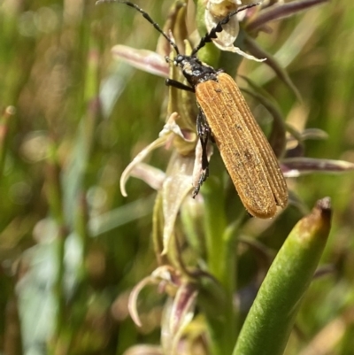 Pseudolycus sp. (genus) (Lycid-mimic oedemerid beetle) at Kosciuszko National Park - 14 Feb 2023 by AJB