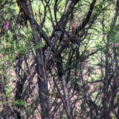 Rhipidura albiscapa (Grey Fantail) at Nunniong, VIC - 17 Feb 2023 by Darcy