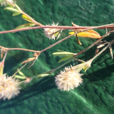 Trifolium arvense (Haresfoot Clover) at Cotter River, ACT - 12 Feb 2023 by jmcleod