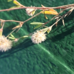 Trifolium arvense at Cotter River, ACT - 12 Feb 2023 07:56 AM