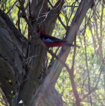 Platycercus elegans (Crimson Rosella) at Nunniong, VIC - 17 Feb 2023 by Darcy