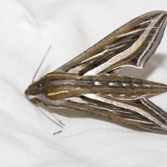 Hippotion celerio (Vine Hawk Moth) at Higgins, ACT - 19 Feb 2023 by AlisonMilton