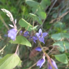 Veronica perfoliata (Digger's Speedwell) at Cotter River, ACT - 12 Feb 2023 by jmcleod