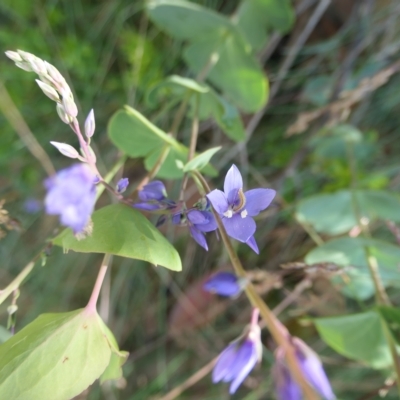 Veronica perfoliata (Digger's Speedwell) at Cotter River, ACT - 11 Feb 2023 by jmcleod