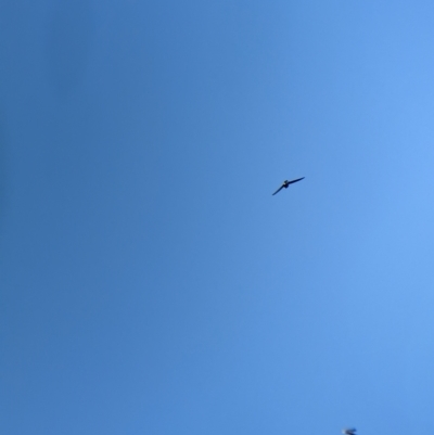 Hirundapus caudacutus (White-throated Needletail) at Nunniong, VIC - 17 Feb 2023 by Darcy