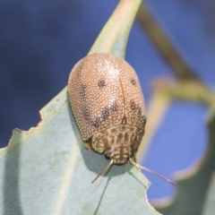 Paropsis atomaria (Eucalyptus leaf beetle) at Fraser, ACT - 17 Feb 2023 by AlisonMilton