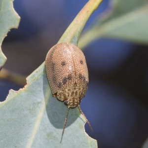 Paropsis atomaria at Fraser, ACT - 18 Feb 2023