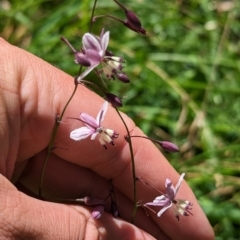 Arthropodium milleflorum (Vanilla Lily) at Dinner Plain, VIC - 18 Feb 2023 by Darcy