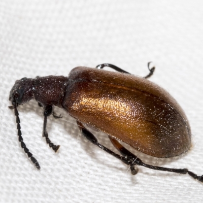 Ecnolagria grandis (Honeybrown beetle) at Fraser, ACT - 17 Feb 2023 by AlisonMilton