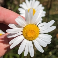 Unidentified Daisy at Dinner Plain, VIC - 18 Feb 2023 by Darcy