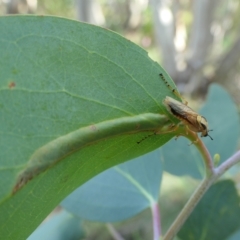 Pseudoperga lewisii (A Sawfly) at Cotter River, ACT - 12 Feb 2023 by jmcleod