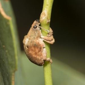 Gonipterus scutellatus at Hawker, ACT - 19 Feb 2023