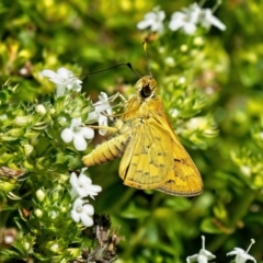 Ocybadistes walkeri (Green Grass-dart) at Weston, ACT - 16 Feb 2023 by Kenp12