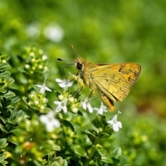 Ocybadistes walkeri at Weston, ACT - 16 Feb 2023