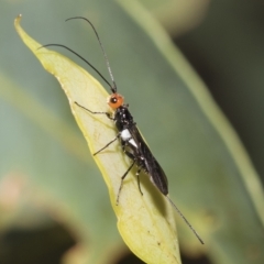 Callibracon capitator (White Flank Black Braconid Wasp) at Hawker, ACT - 19 Feb 2023 by AlisonMilton
