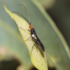 Callibracon capitator (White Flank Black Braconid Wasp) at Hawker, ACT - 18 Feb 2023 by AlisonMilton