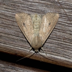 Mythimna (Pseudaletia) convecta (Common Armyworm) at Higgins, ACT - 11 Feb 2023 by AlisonMilton