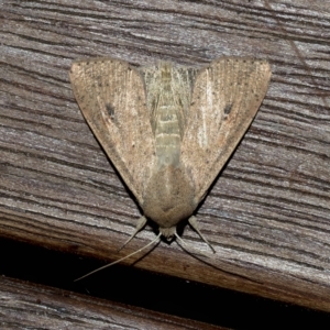 Mythimna (Pseudaletia) convecta at Higgins, ACT - 11 Feb 2023 10:11 PM