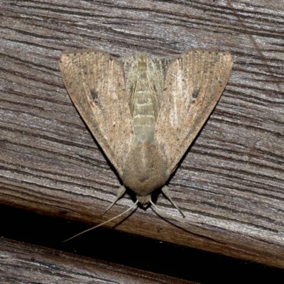 Mythimna (Pseudaletia) convecta (Common Armyworm) at Higgins, ACT - 11 Feb 2023 by AlisonMilton