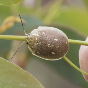 Paropsis aegrota at Rockton, NSW - 18 Oct 2022 12:05 PM