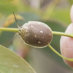 Paropsis aegrota at Rockton, NSW - 18 Oct 2022 12:05 PM